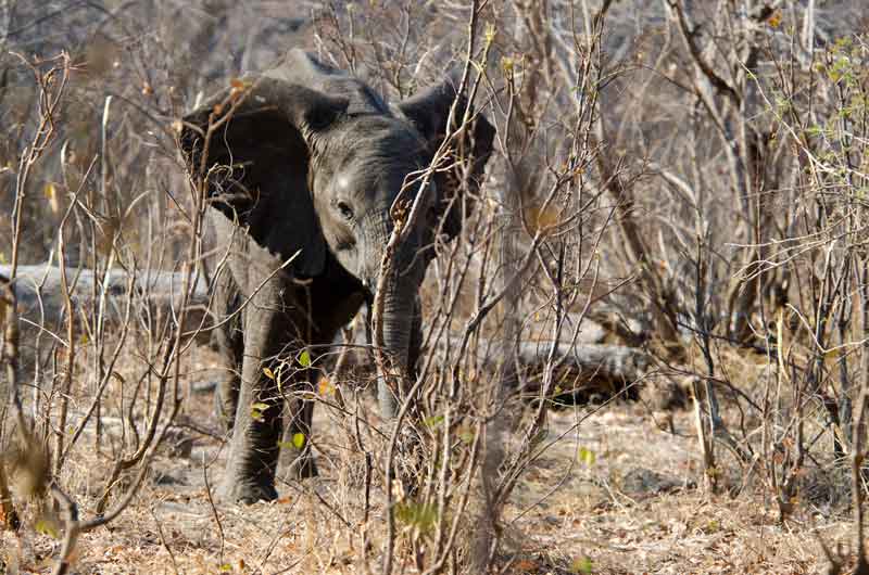 40 - Namibia - elefante - parque nacional de Bwabwata